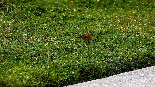 Chestnut-winged Cinclodes - ML634448678