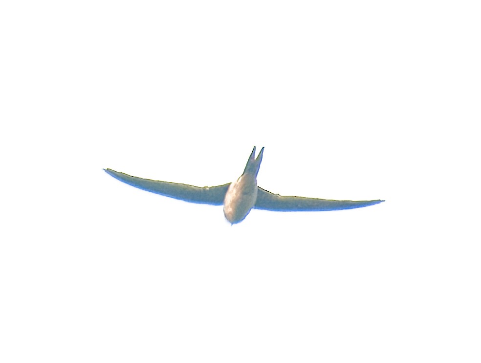 Asian Palm Swift - ML634448688