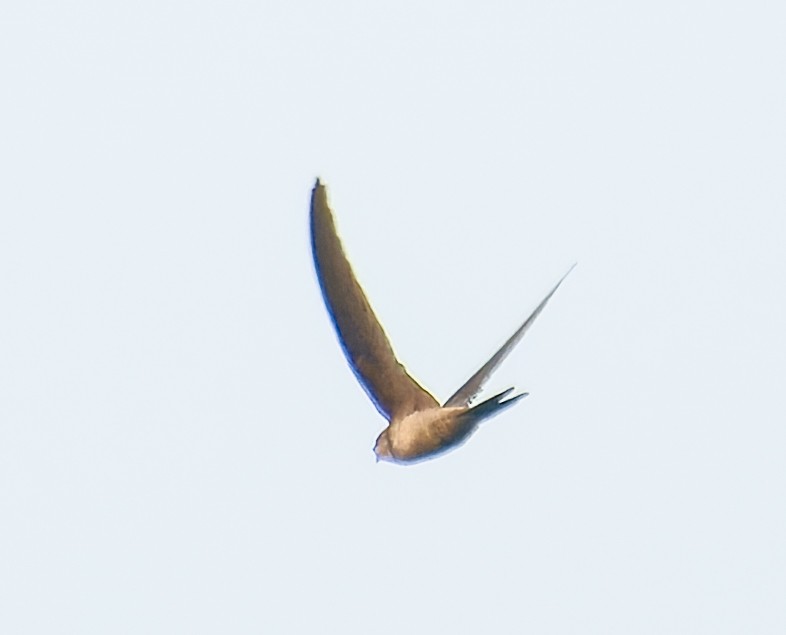 Asian Palm Swift - ML634448689