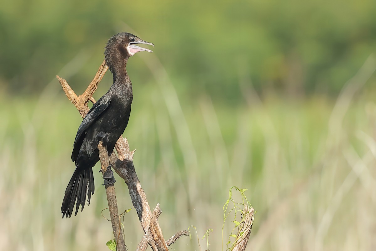 Little Cormorant - ML634448701