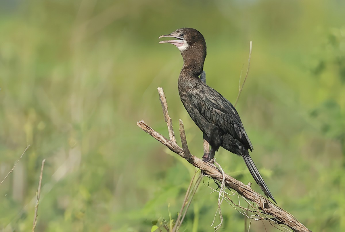 Little Cormorant - ML634448702