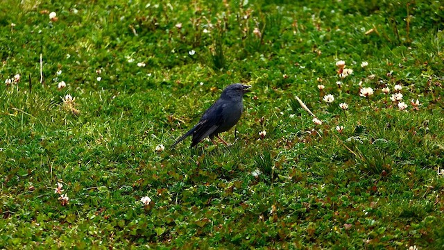 ネズミヤマシトド - ML634448710