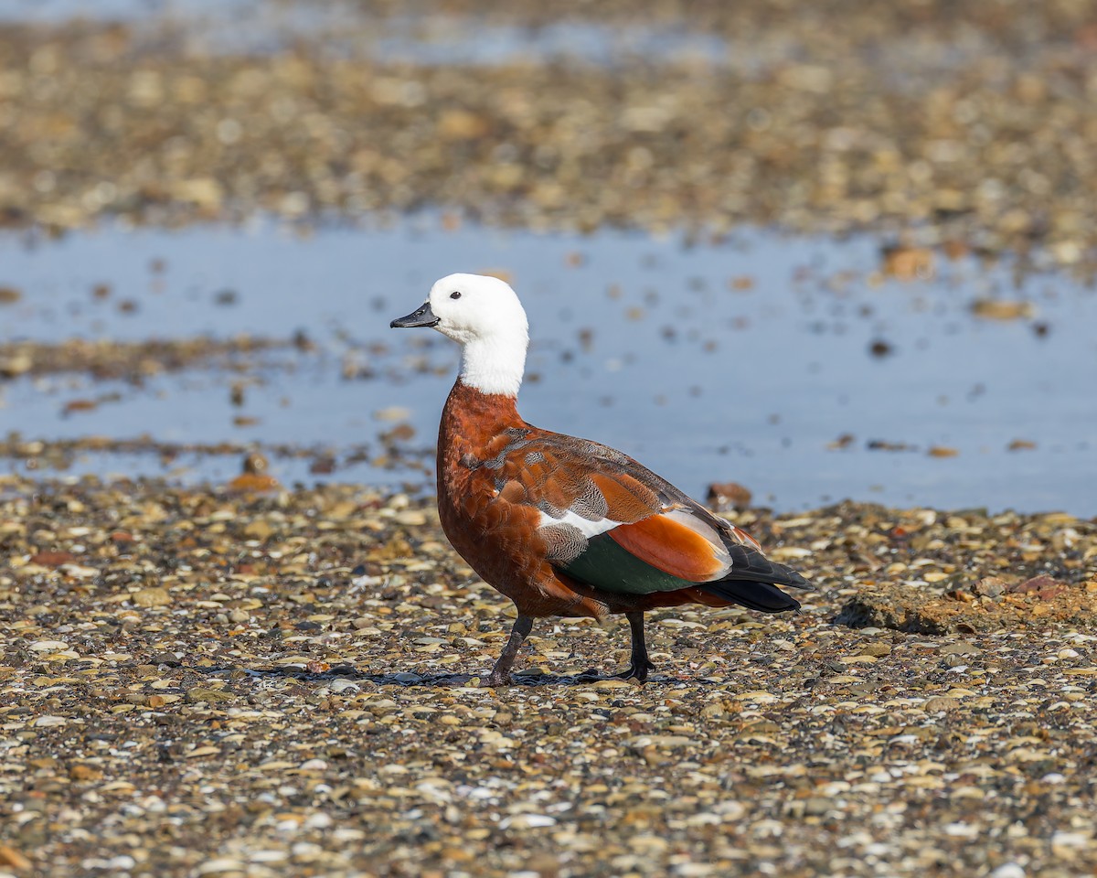 Paradise Shelduck - ML634448726