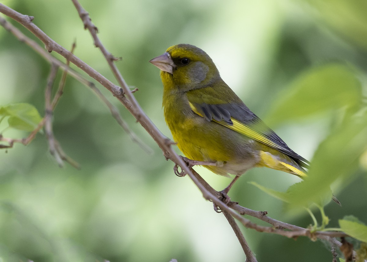 European Greenfinch - ML634448854