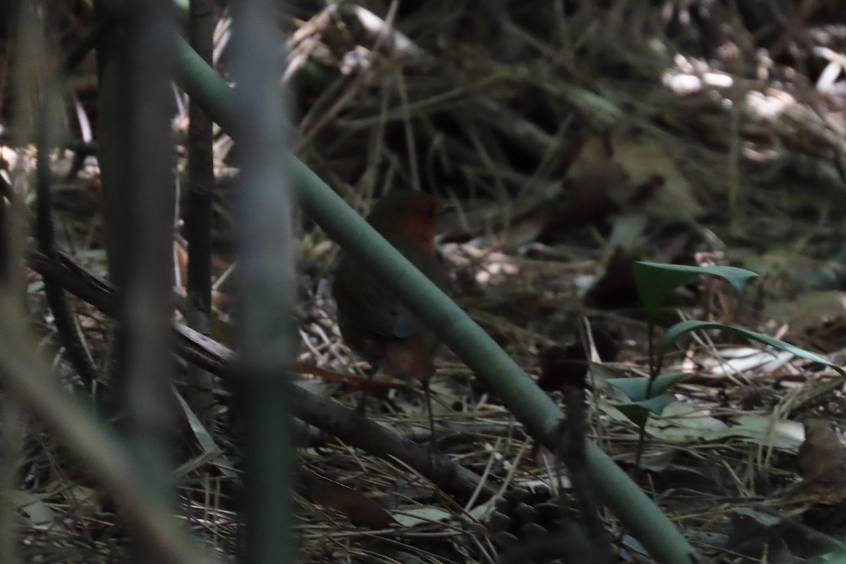 Japanese Robin - ML634448855