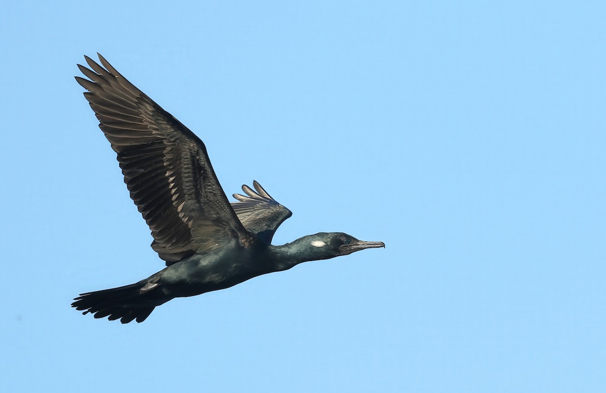 Indian Cormorant - ML634448909