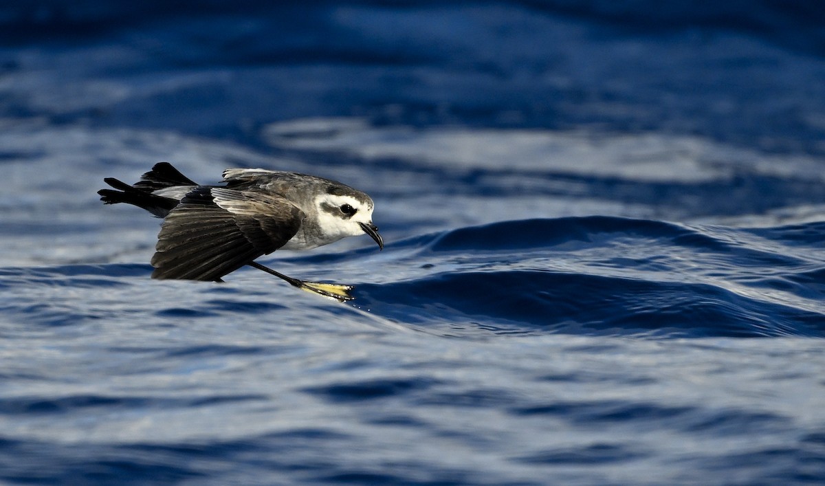 White-faced Storm-Petrel - ML634449166
