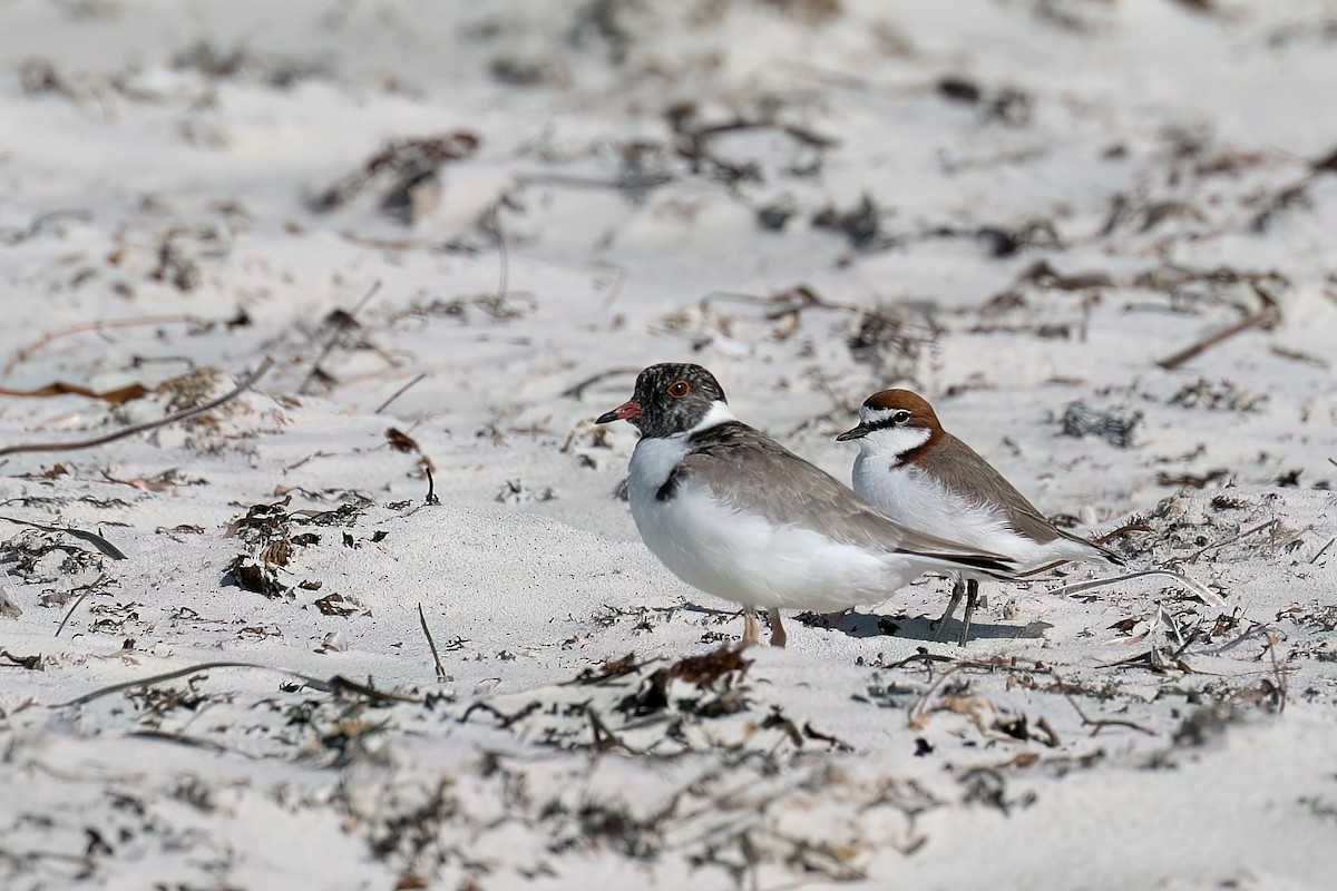 Hooded Plover - ML634449220