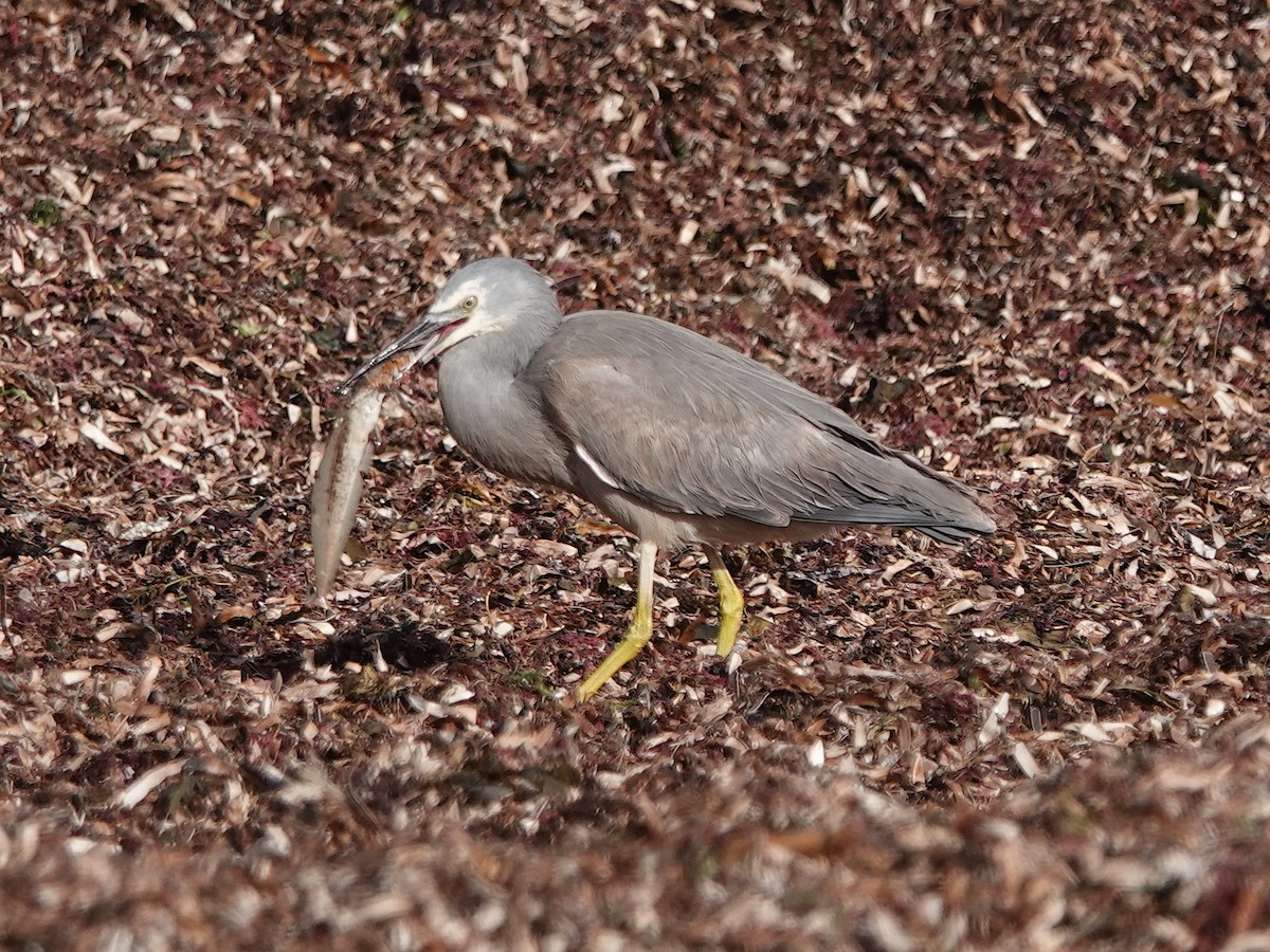 White-faced Heron - ML634449343