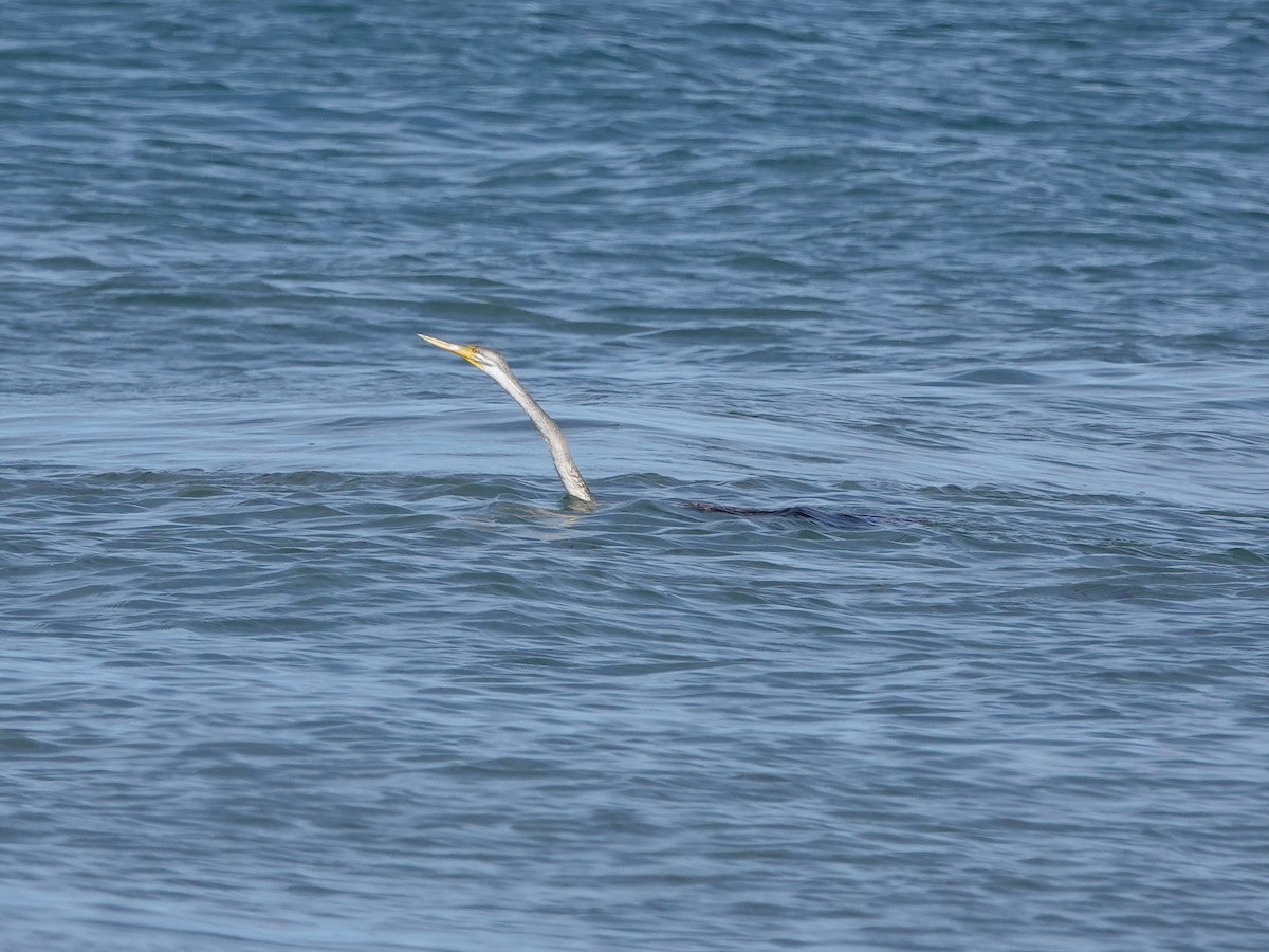 Australasian Darter - ML634449348