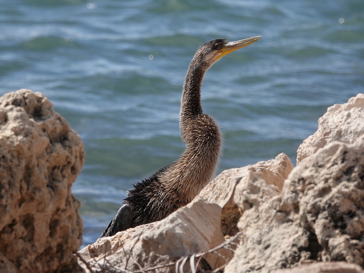 Australasian Darter - ML634449349