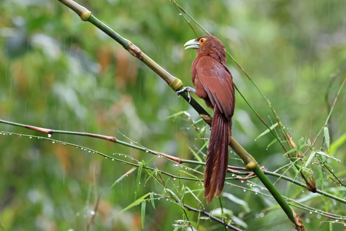 Rufous Coucal - ML634449372