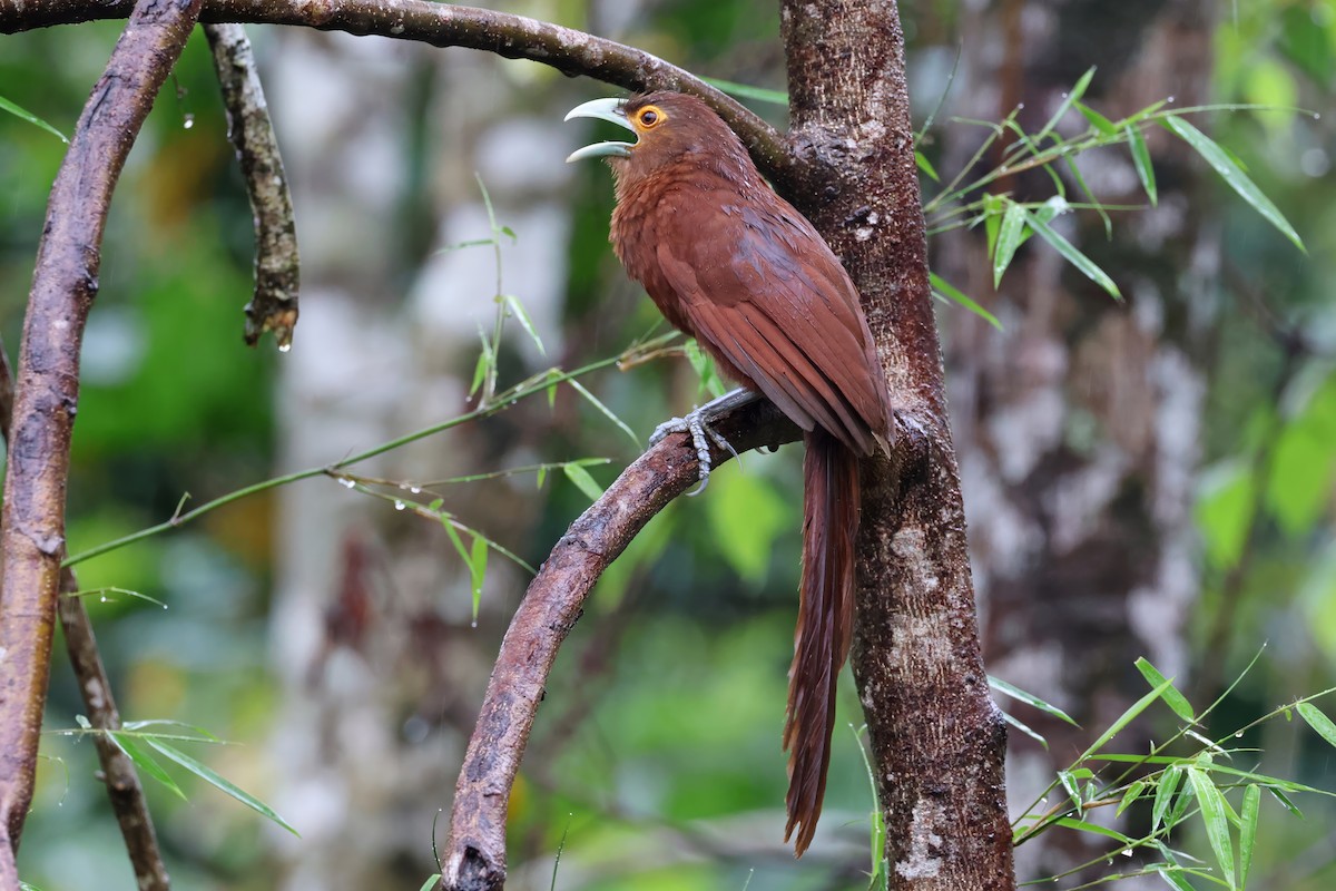 Rufous Coucal - ML634449373