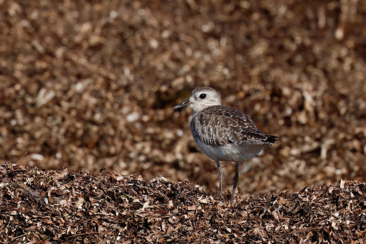 Black-bellied Plover - ML634449379