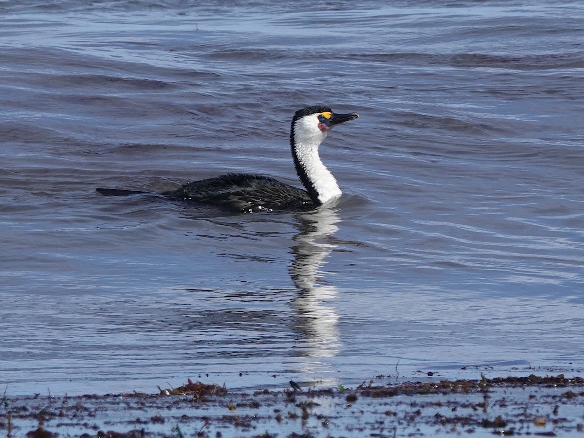 Pied Cormorant - ML634449398
