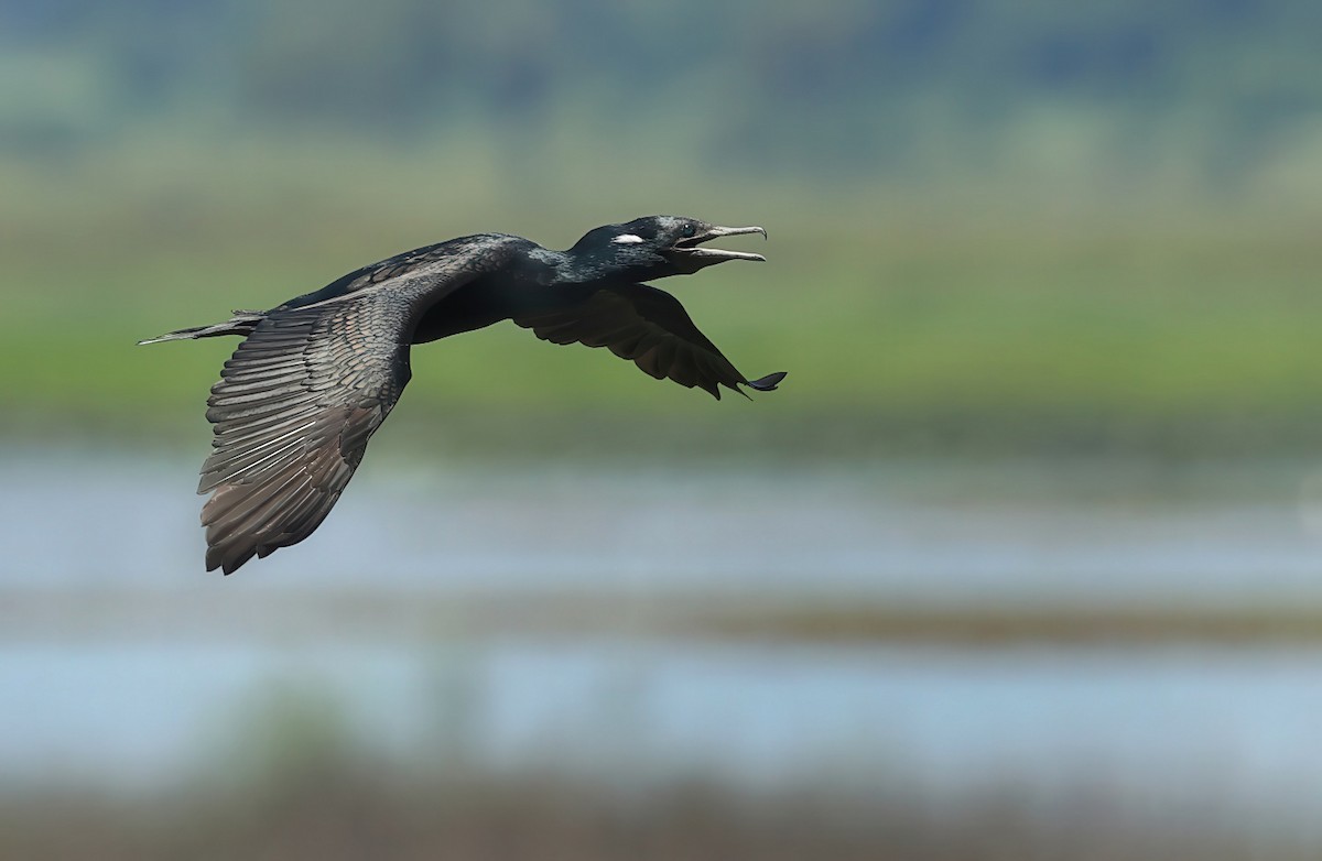 Indian Cormorant - ML634449444