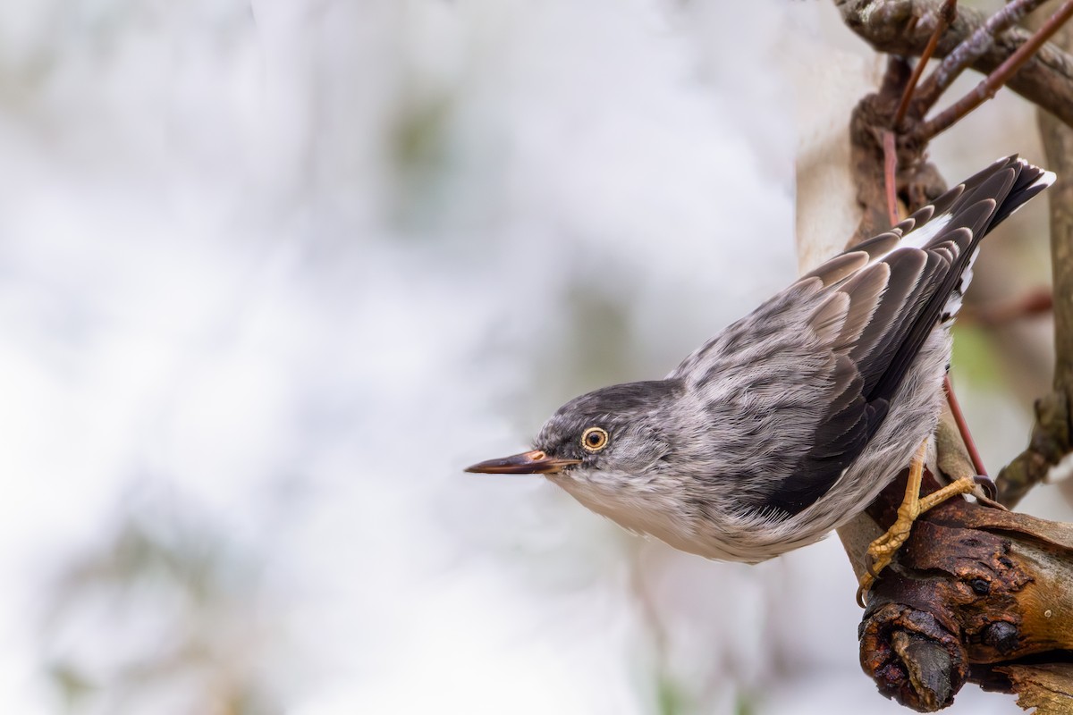 Varied Sittella - ML634449470