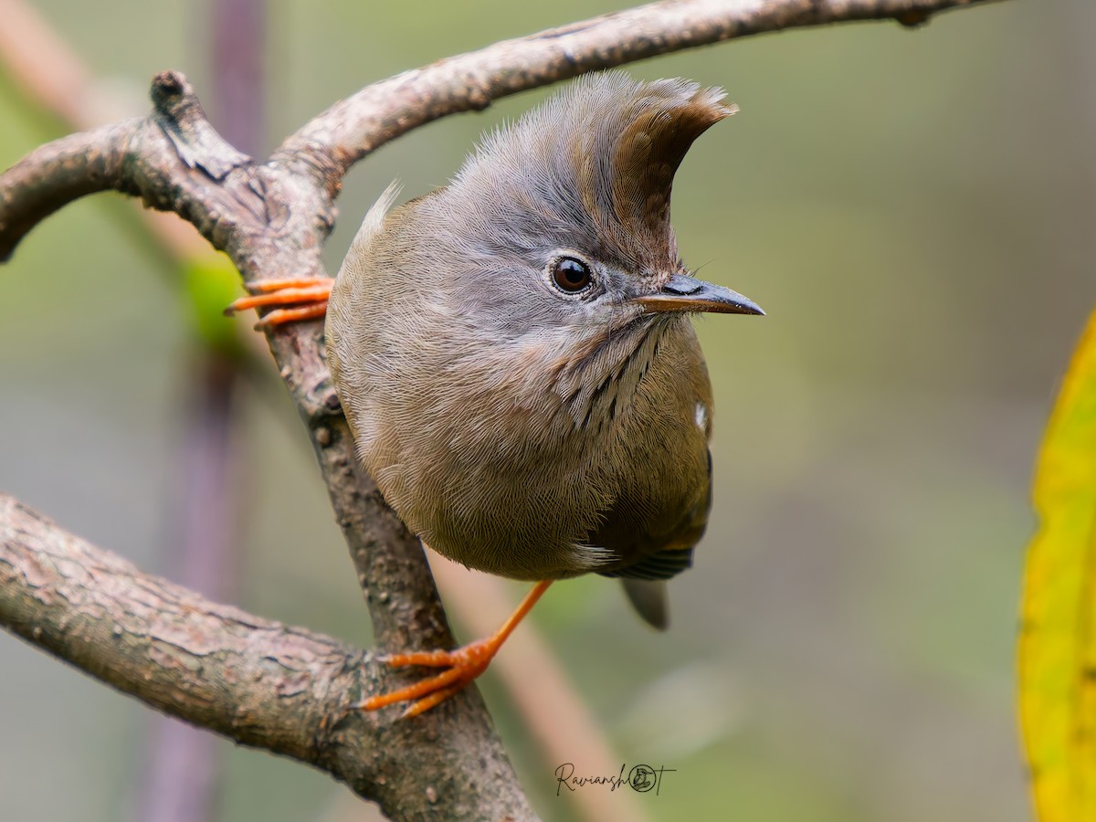 Stripe-throated Yuhina - ML634449497