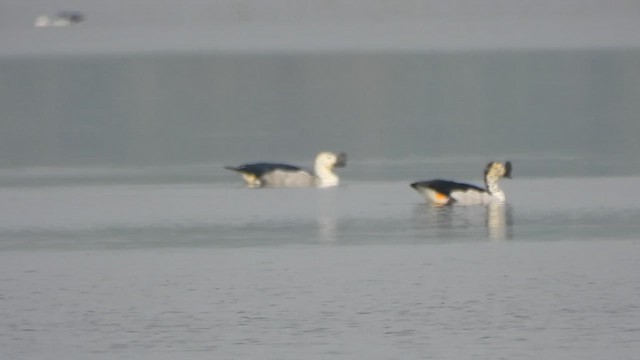 Knob-billed Duck - ML634449570