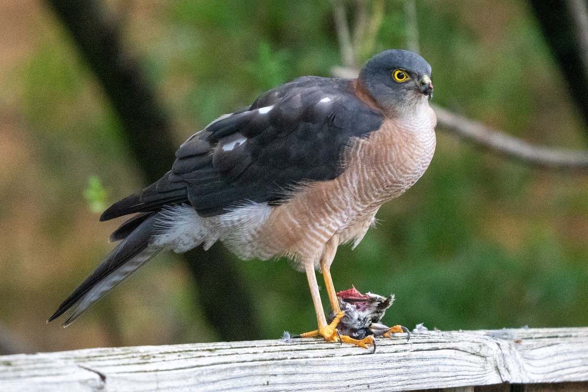 Collared Sparrowhawk - ML634449660