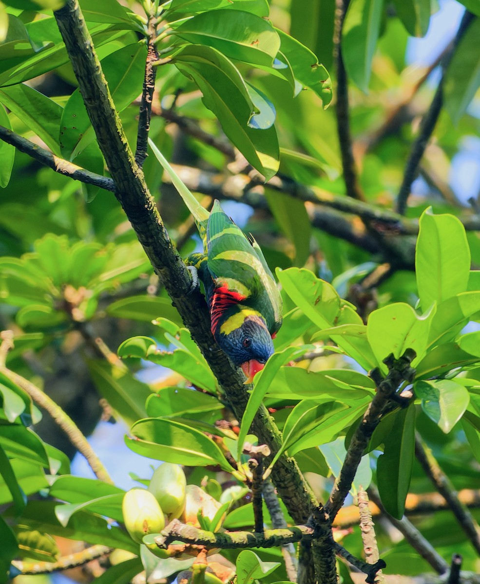Coconut Lorikeet - ML634449764