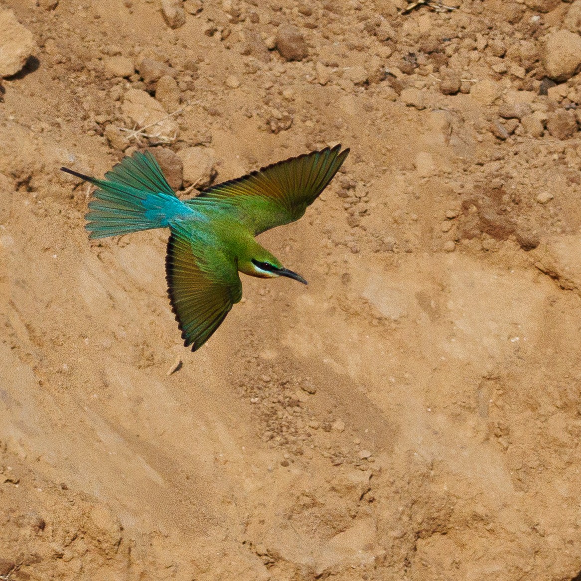 栗喉蜂虎 - ML634449775