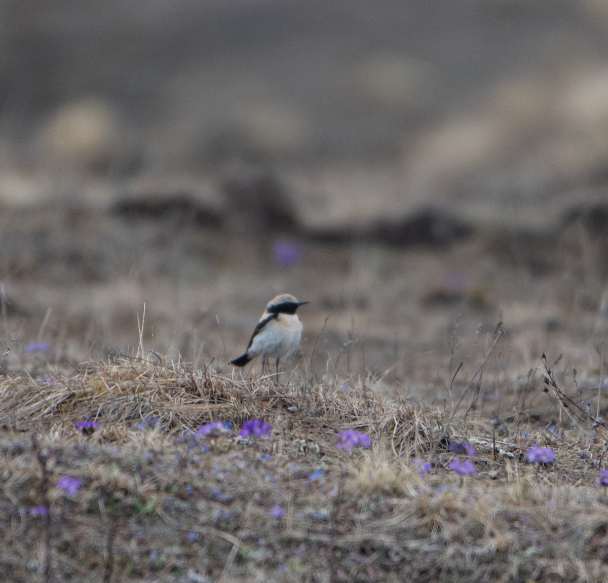 Desert Wheatear - ML634449782