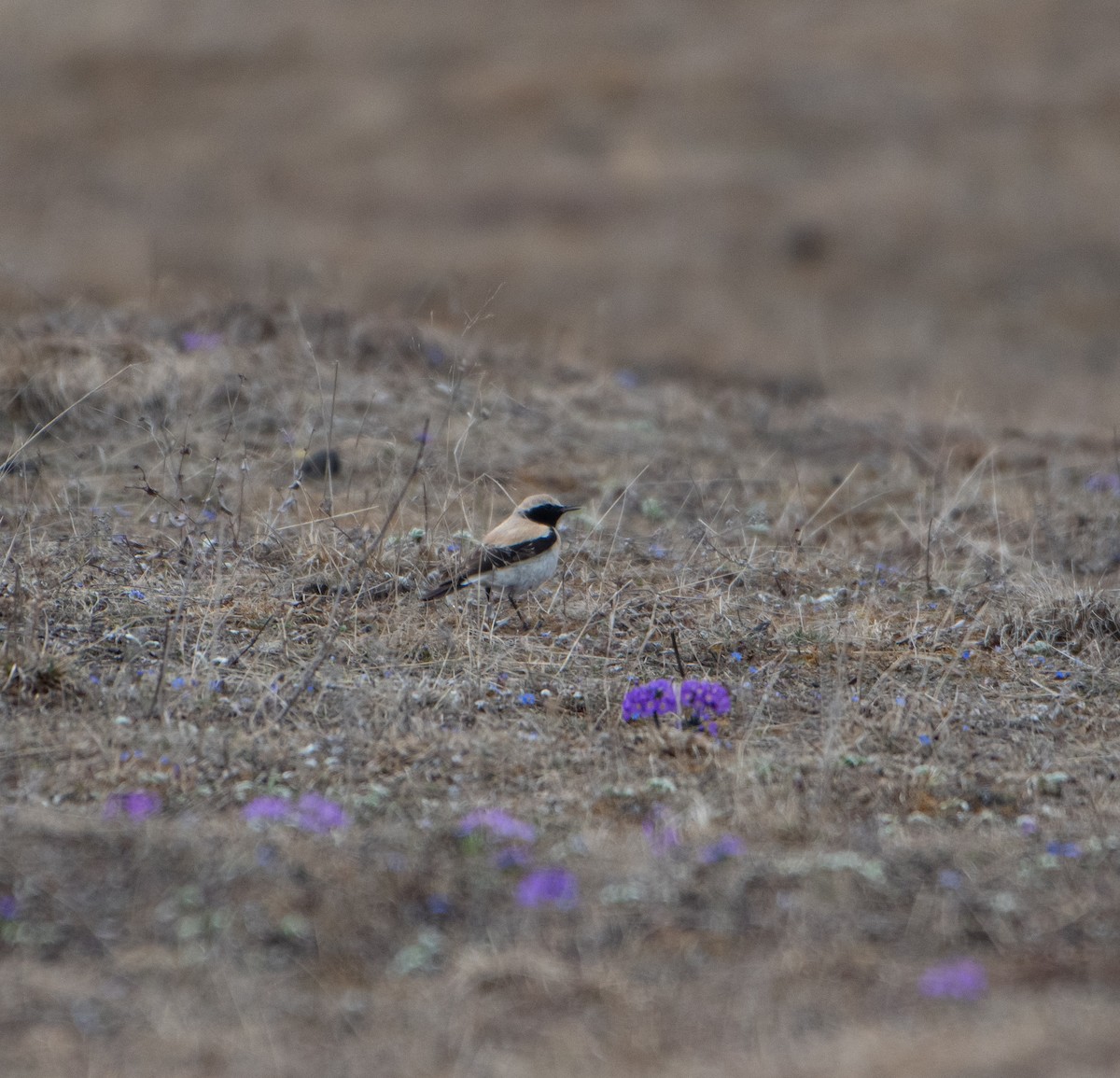 Desert Wheatear - ML634449783