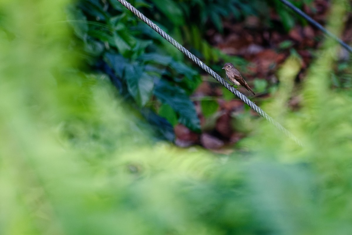 Dark-sided Flycatcher - ML634449795