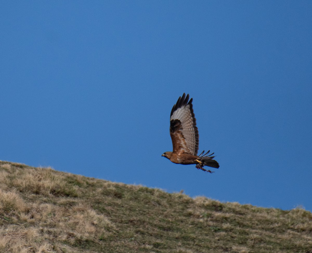 Himalayan Buzzard - ML634449803
