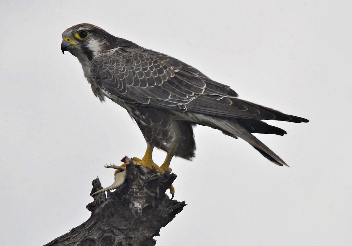 Laggar Falcon - ML634449808