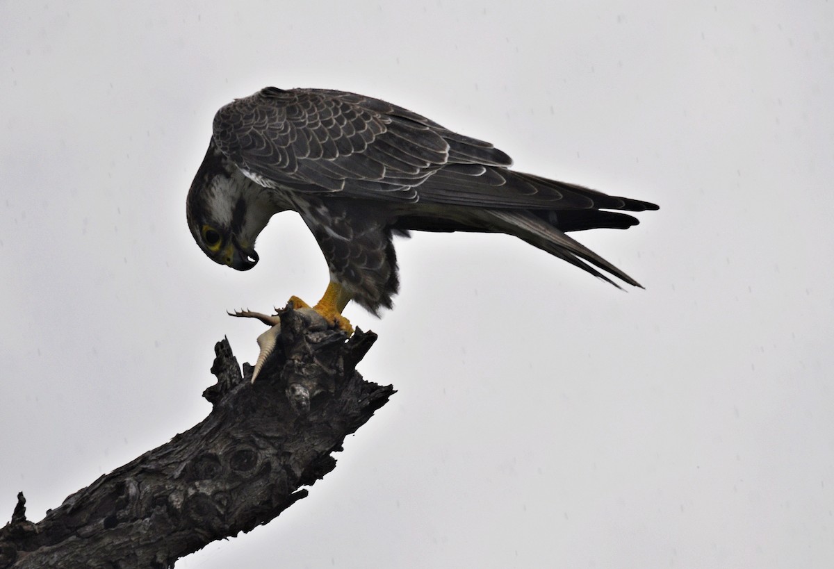 Laggar Falcon - ML634449809