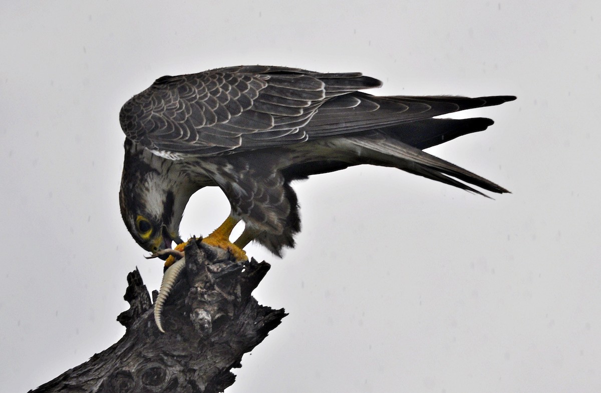 Laggar Falcon - ML634449810