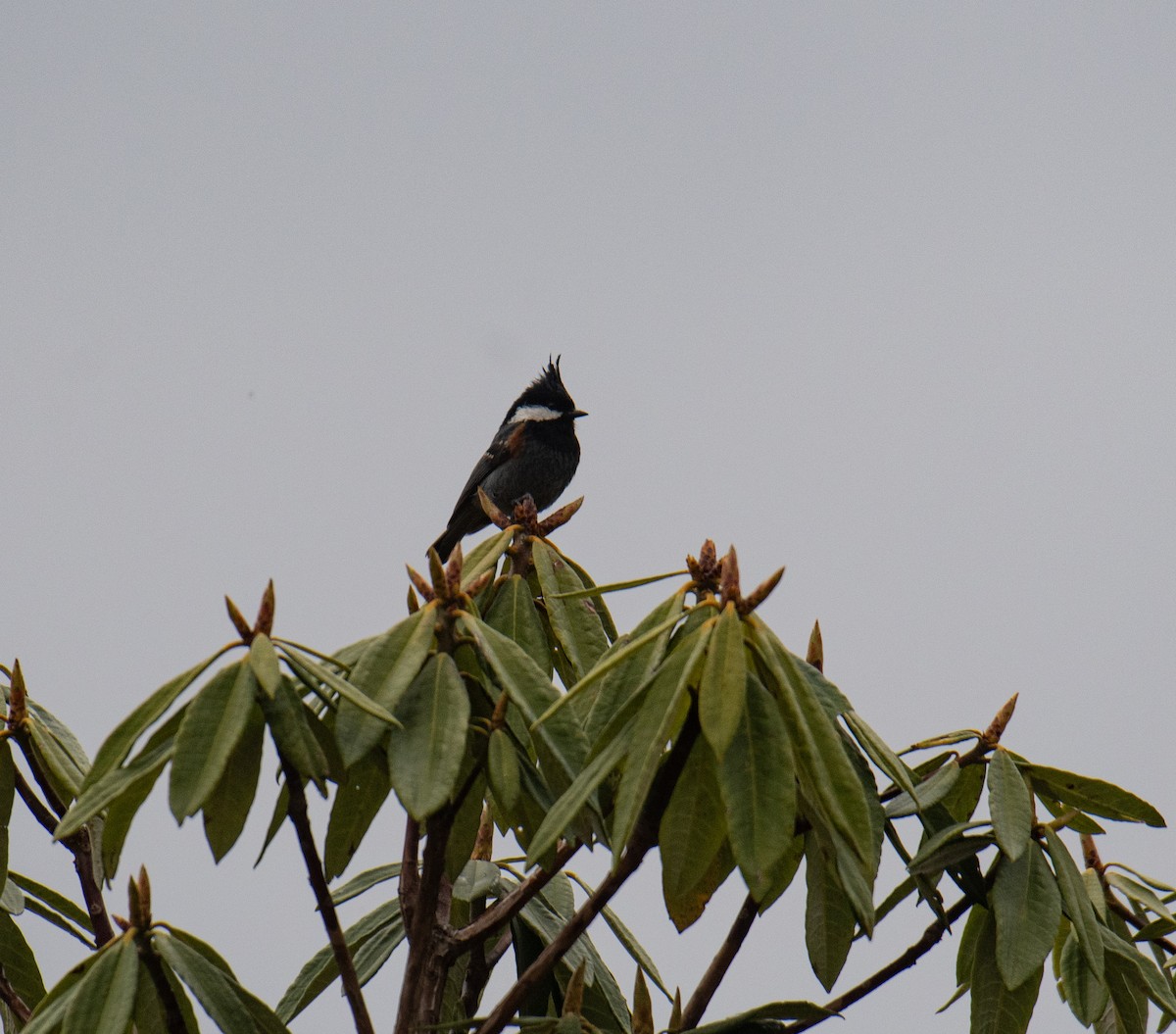 Coal Tit - ML634449816