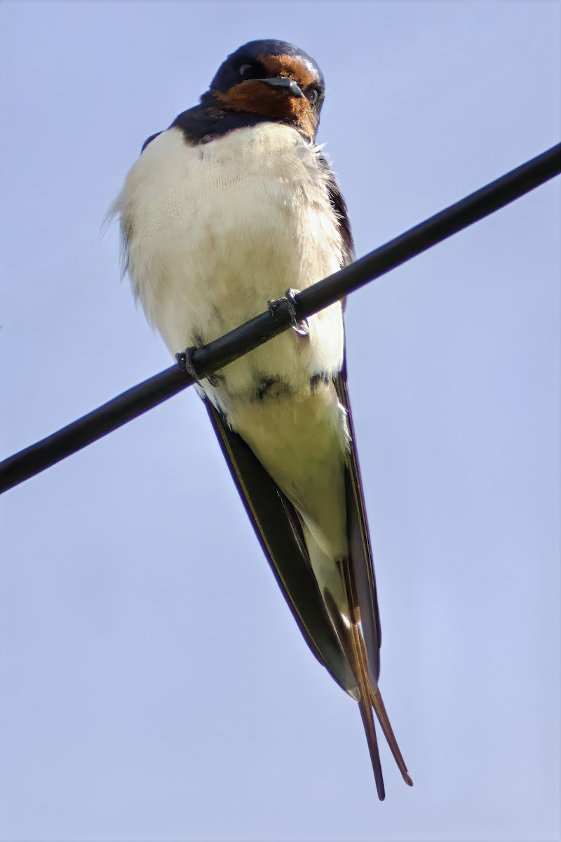 låvesvale - ML634449868