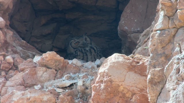 Pharaoh Eagle-Owl - ML634449905
