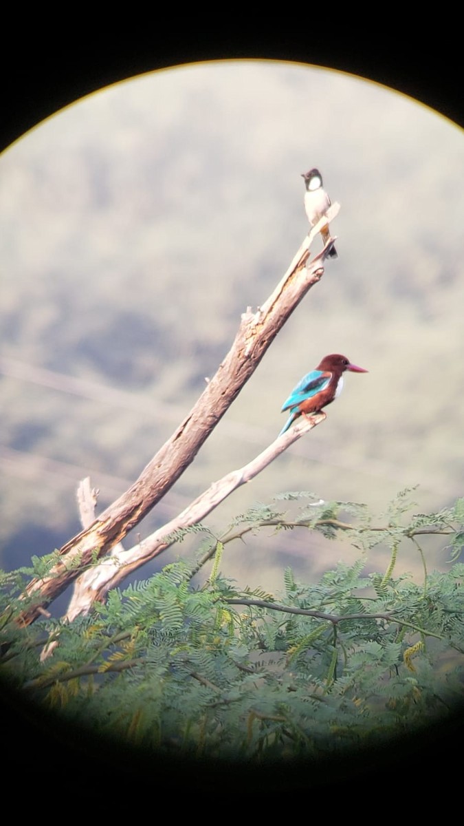 蒼翡翠 - ML634449931