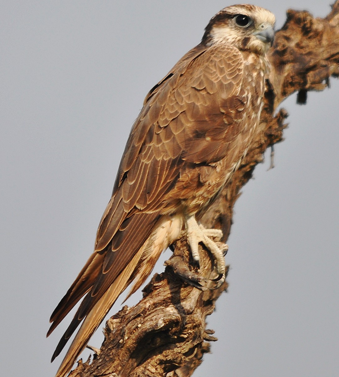 Laggar Falcon - ML634450093