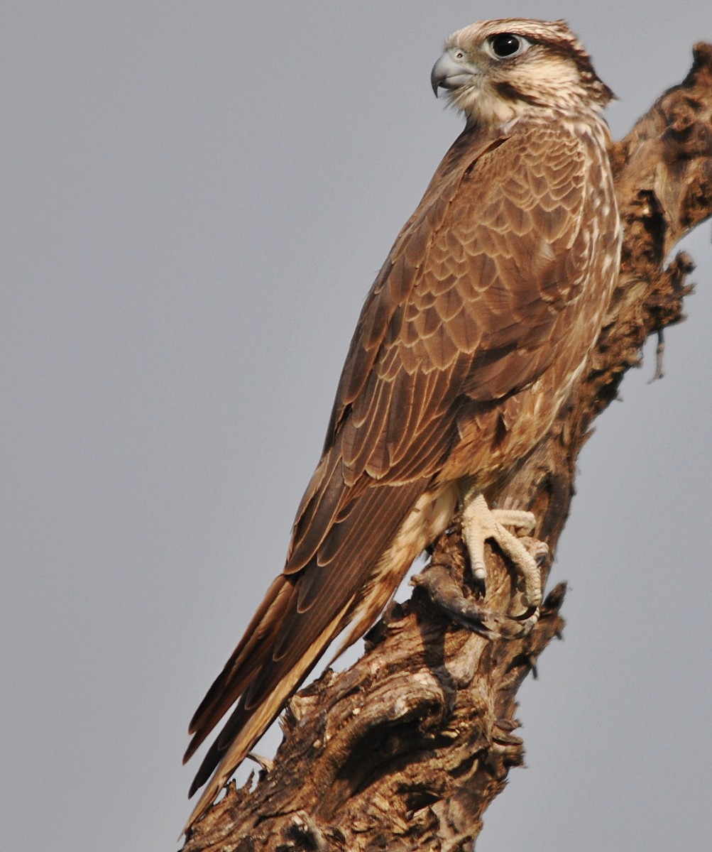 Laggar Falcon - ML634450094