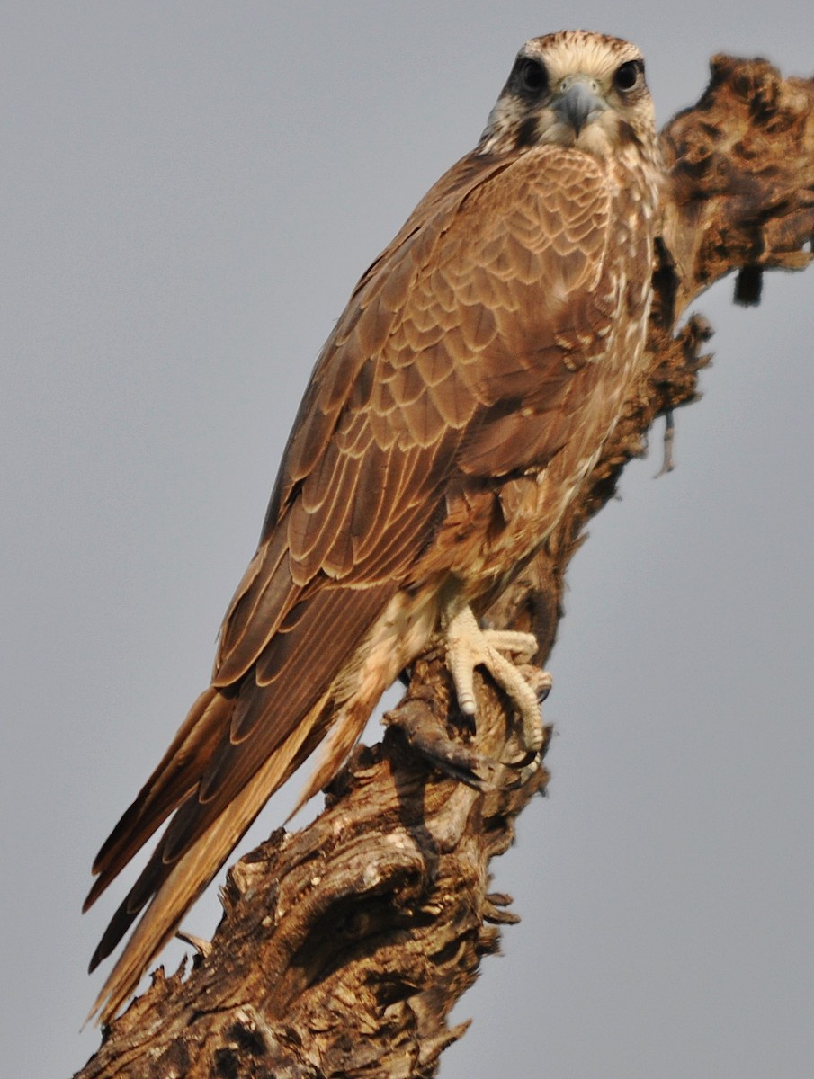 Laggar Falcon - ML634450095