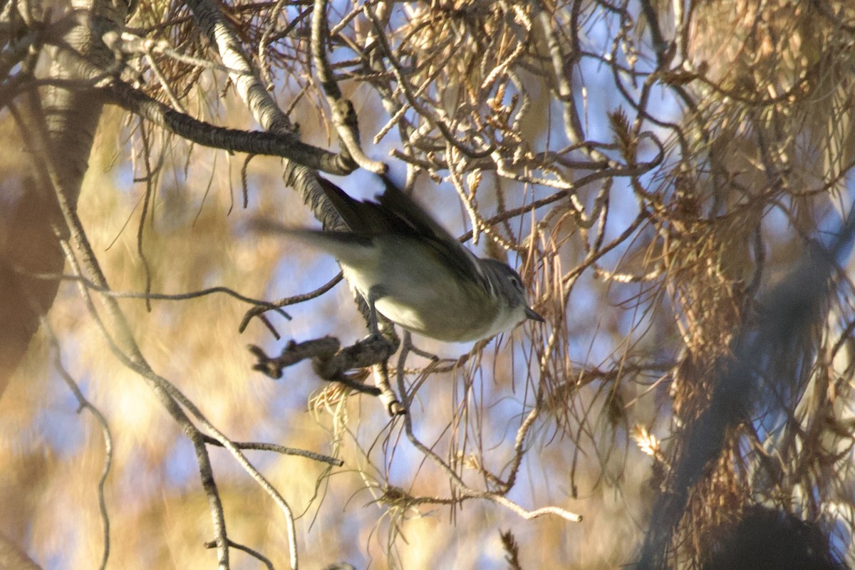 Cassin's Vireo - ML634450177