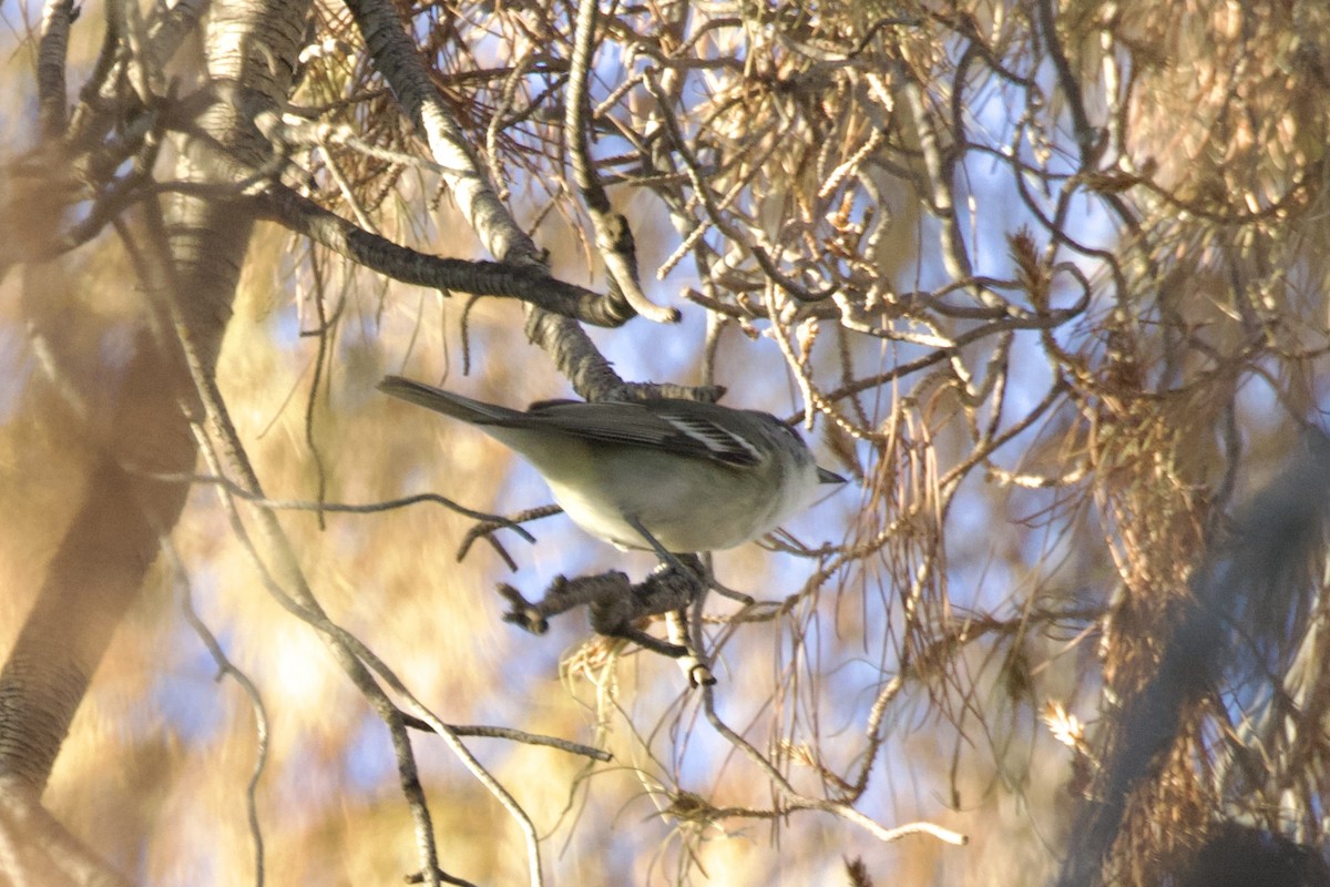 Cassin's Vireo - ML634450180