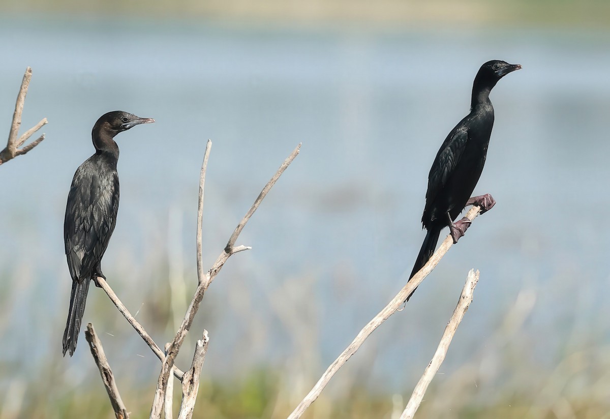 Little Cormorant - ML634450197