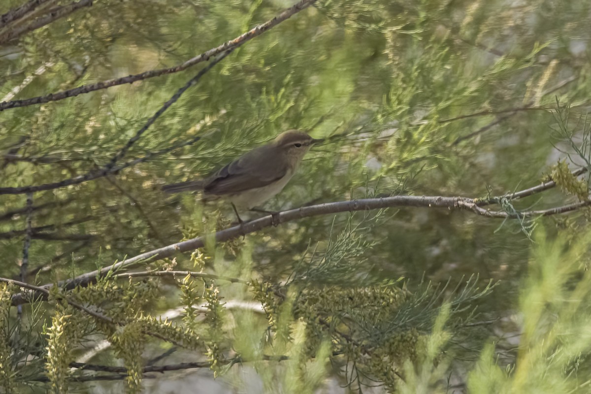 Plain Leaf Warbler - ML634450305