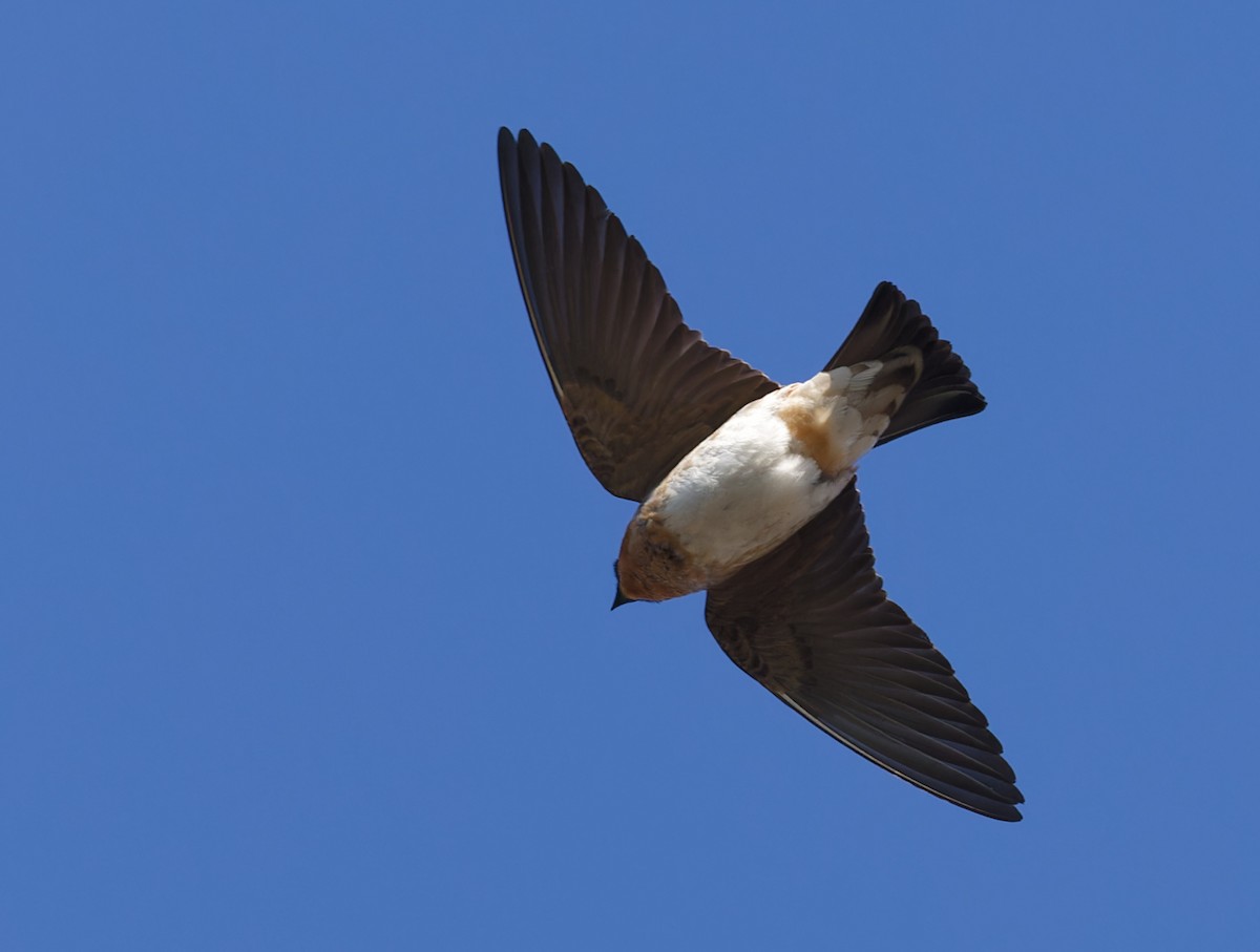 Hirondelle à front brun - ML634450314