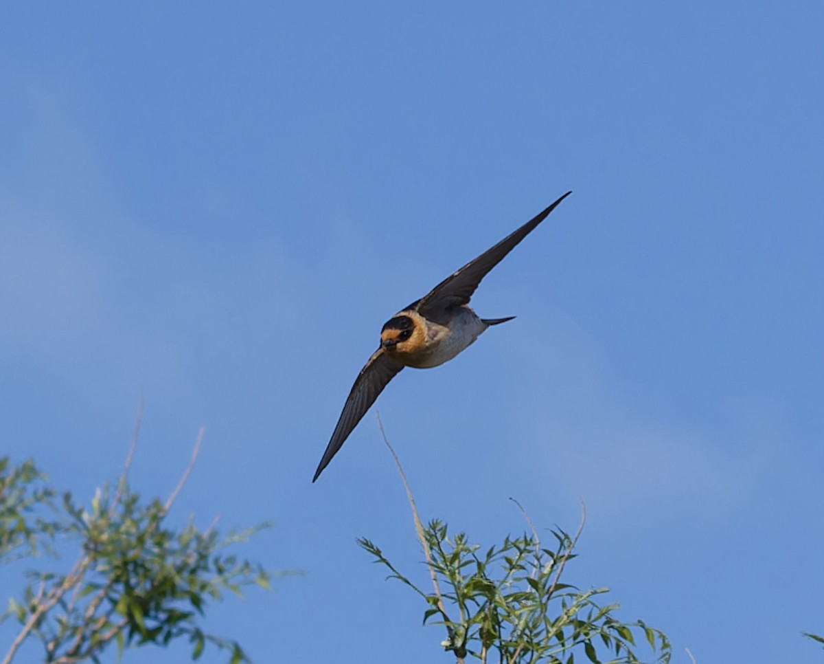 Hirondelle à front brun - ML634450317