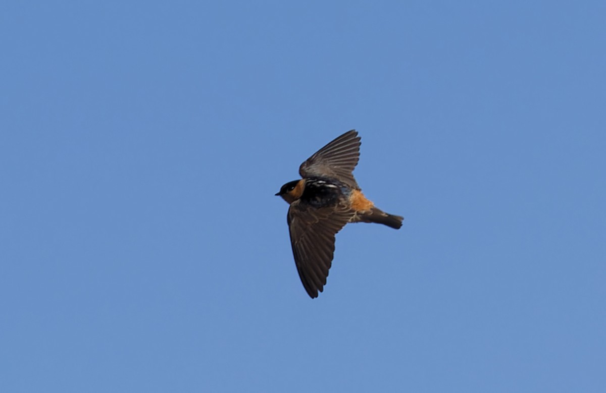 Hirondelle à front brun - ML634450320