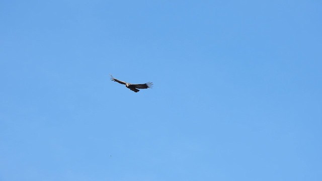 Condor des Andes - ML634450389