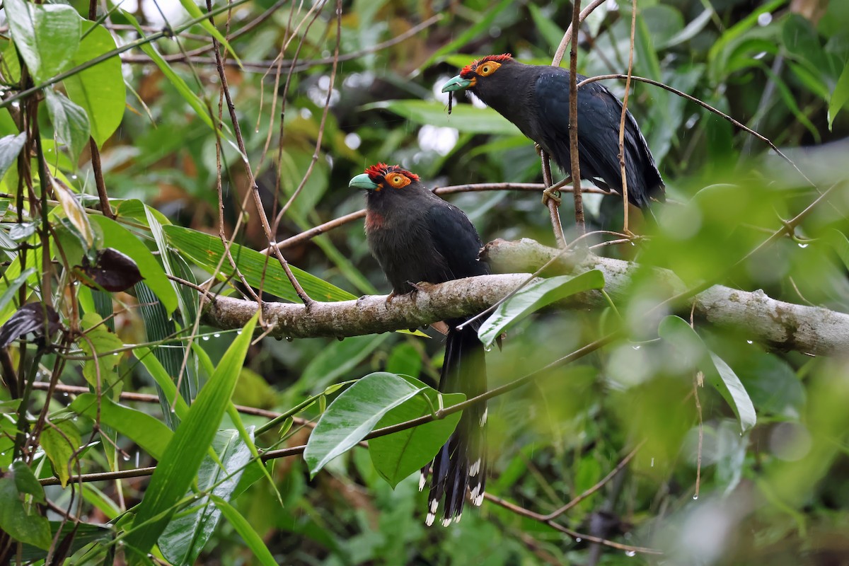 Red-crested Malkoha - ML634450490
