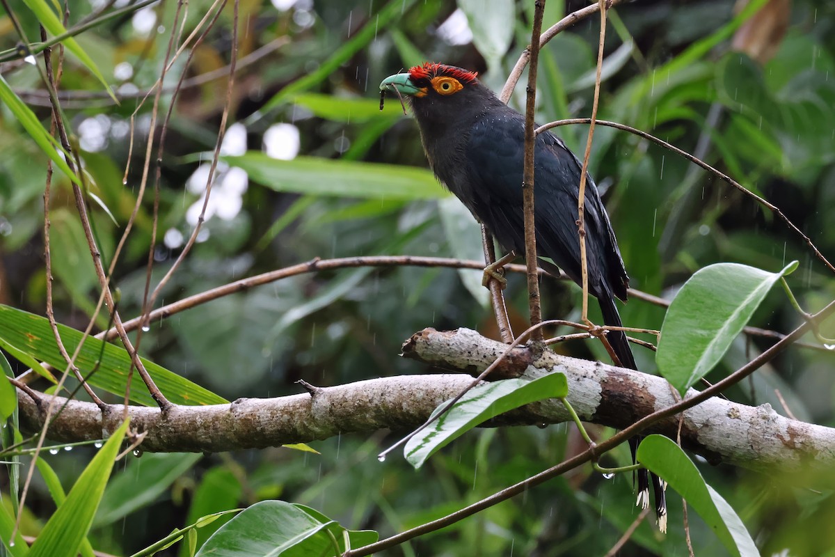Red-crested Malkoha - ML634450491